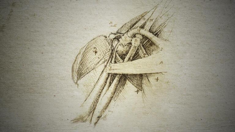 How Leonardo da Vinci Used Anatomy to Inform his Paintings