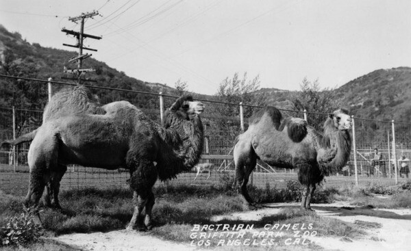 Camels at L.A. Zoo, ca. 1910-1916 | Photo: Security Pacific National Bank Collection, Los Angeles Public Library