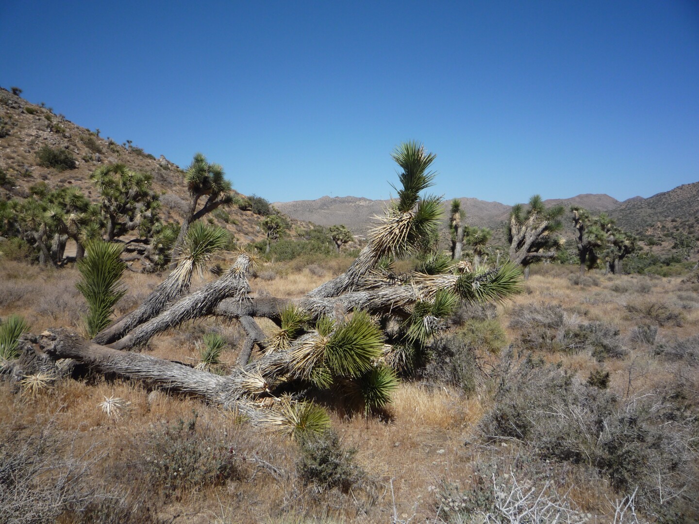 The landscape and foliage along the High View Nature Trail, a 1.3-mile trail at South Park Peak.
