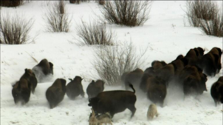 Wolves Hunting Buffalo