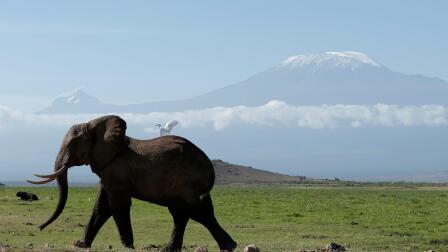 How lessons from fighting terrorism are saving elephants