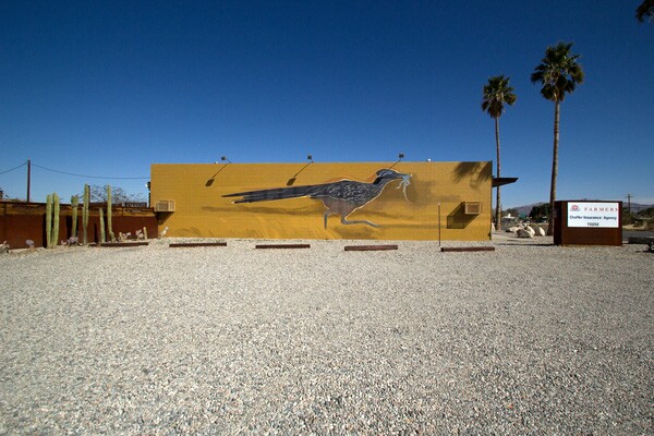 Grococcyx californianus by Chuck Caplinger