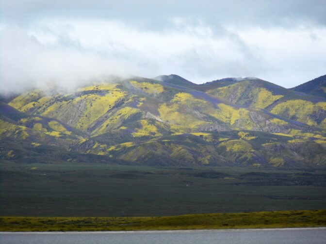 Carrizo Plain superbloom