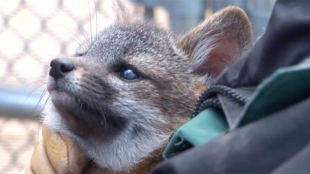 Channel Islands Fox