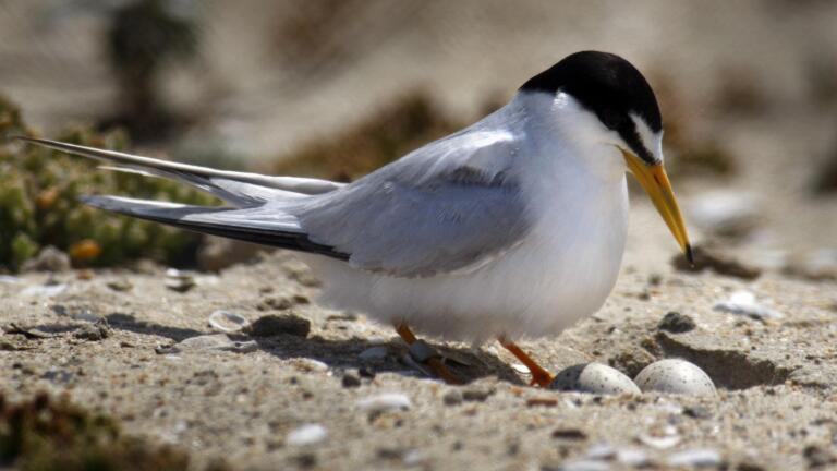 Why 2 out of 3 North American bird species face extinction