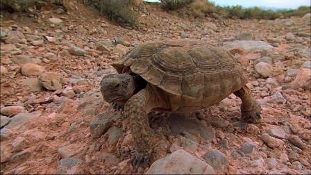 Solar power projects confront habitat impact