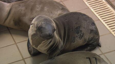 Epidemic Rise In Sea Lion Rescues