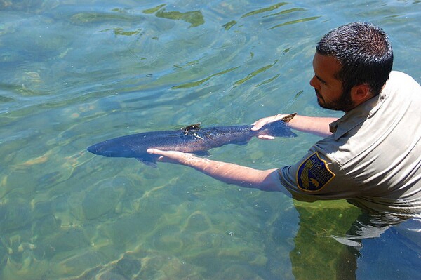 chinook-butte-creek-salmon-5-16-14-thumb-600x399-74186