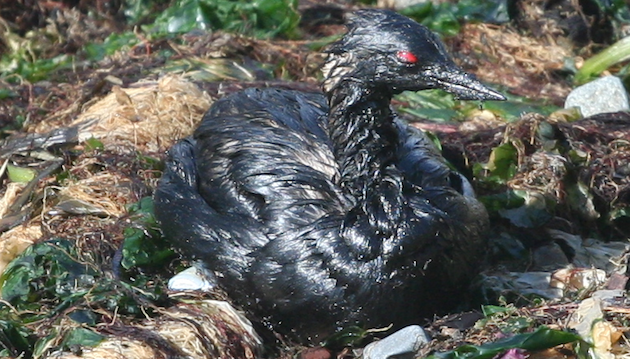 grebe-oiled-cosco-busan-5-21-15-thumb-630x359-92894