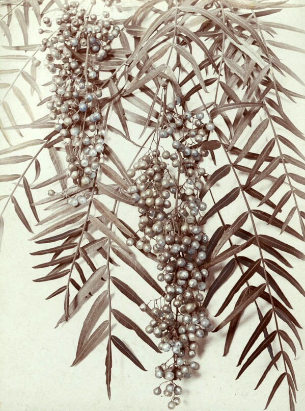 Close-up view of the leaves and fruit of the Peruvian pepper tree. Courtesy of the USC Libraries - California Historical Society Collection.