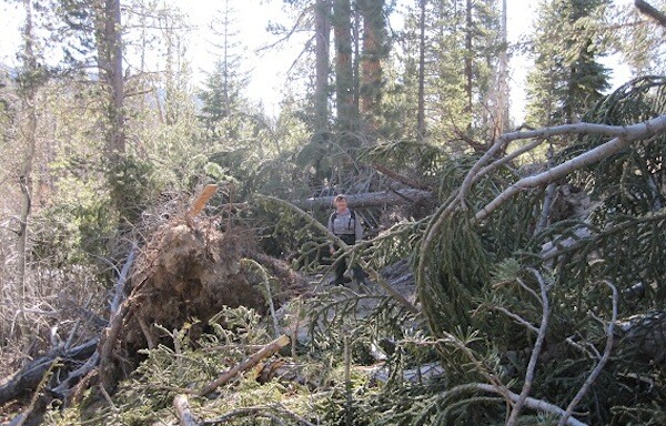 A ranger stands in a grove of knocked-down trees near Rainbow Falls after the November 30, 2011 wind storm | Photo: Courtesy Inyo National Forest