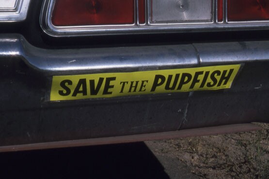 SAVE THE PUPFISH bumper sticker, circa 1970. | Photo: Phil Pister collection.