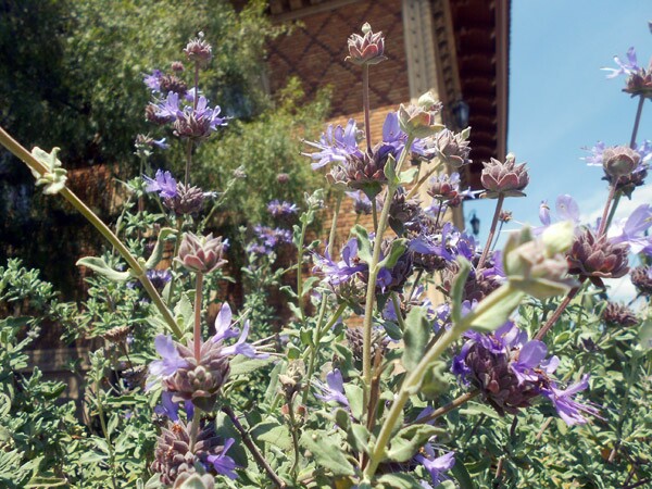 CC_NativePlants2