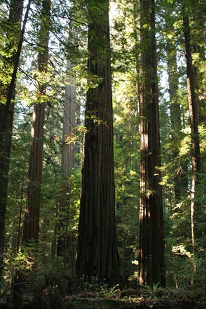 redwoodtrees.jpg