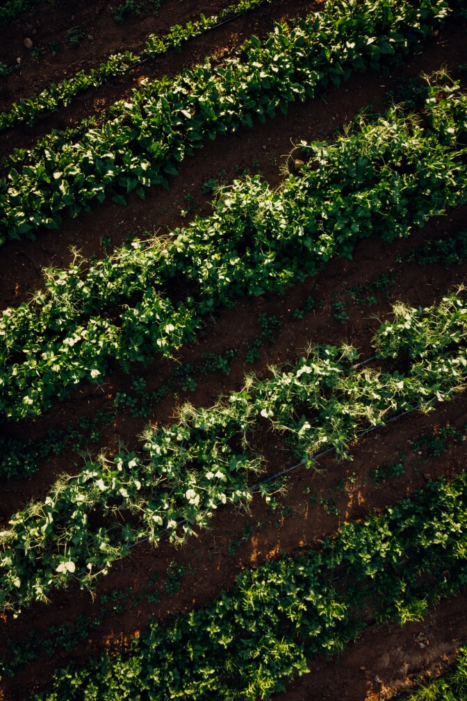 An aerial view of the rows of crops at Girl & Dug Farm.