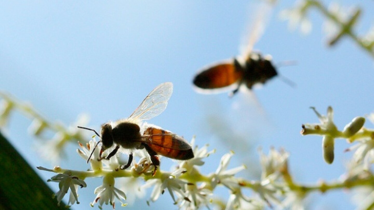 honeybees1