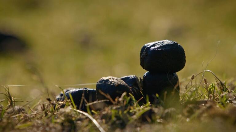 Why Wombats Poop Cubes
