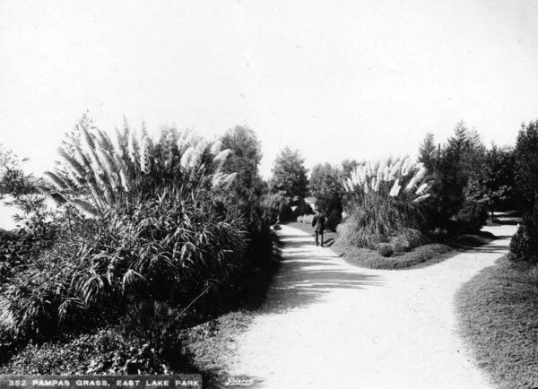 Pampas Grass in Eastlake Park. Courtesy of the California Historical Society Collection, Title Insurance and Trust, and C.C. Pierce Photography Collection, USC Libraries.