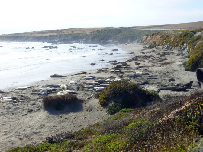 Seals (3)