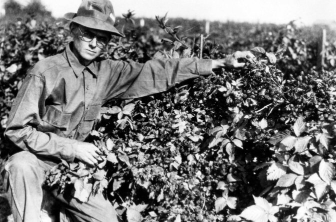 Walter Knott with his famous boysenberries