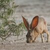 Cadiz might imperil Mojave Trails' wildlife, such as this black-tailed jackrabbit.