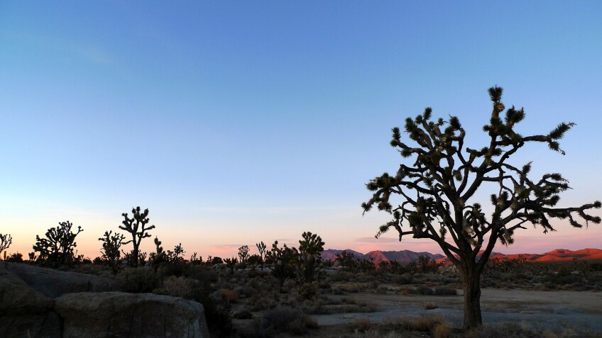 Cima Dome sunset