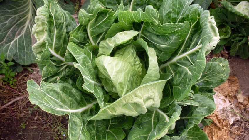 Earthworks Farm Community Garden