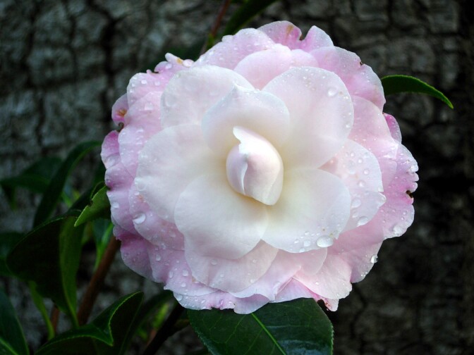 Camellia x williamsii 'Buttons'n Bows'