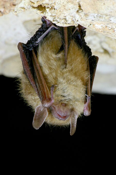 An eastern pipistrelle bat in Texas | Photo: iStock.com/jollyphoto