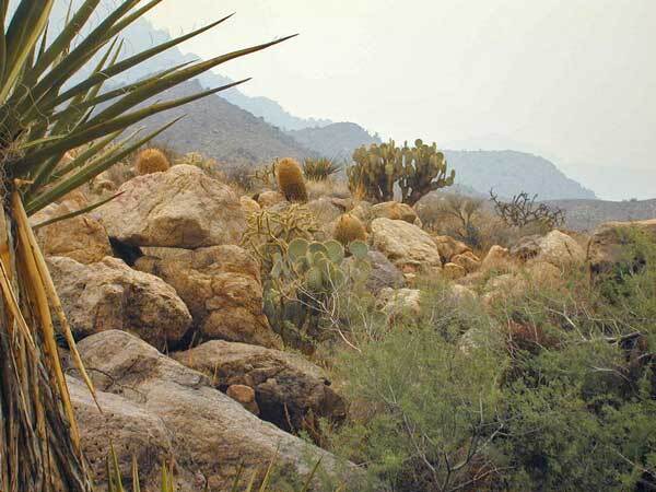 Providence Mountains SRA beneath the smoke plume from the Old Fire, October 2003 | Chris Clarke photo