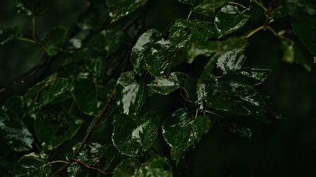 RAINSTORM IN THE WOODS