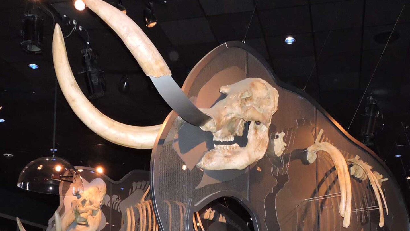 mastodon-fossils-featured-5-11-16.jpg
