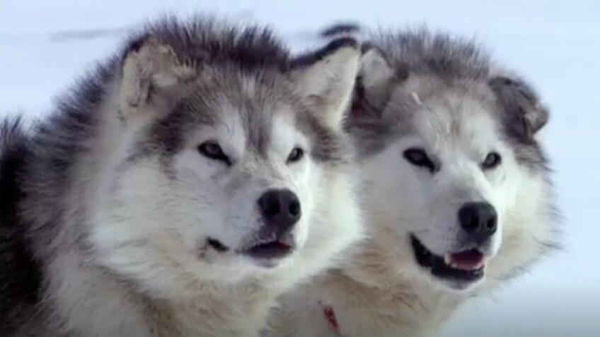 A pair of wolves near the Arctic Circle