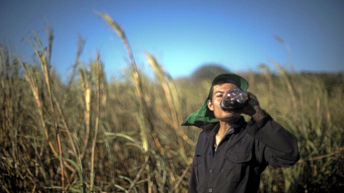 Josue Quintanilla drinks a soda as he works in a cane field in El Salvador. | Photo: Jose CABEZAS/AFP/Getty Images