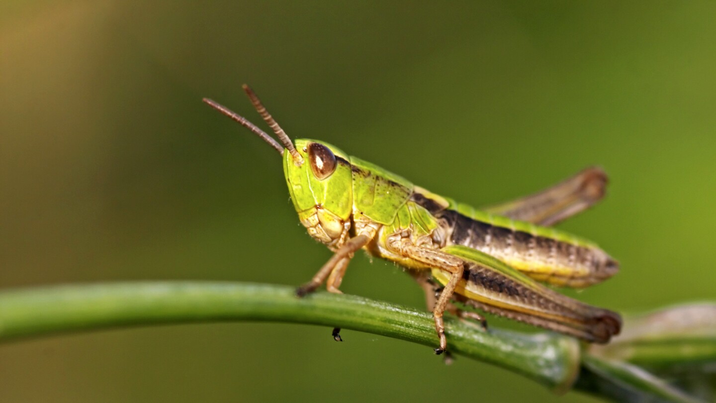 restoring-earth-grasshopper.jpg