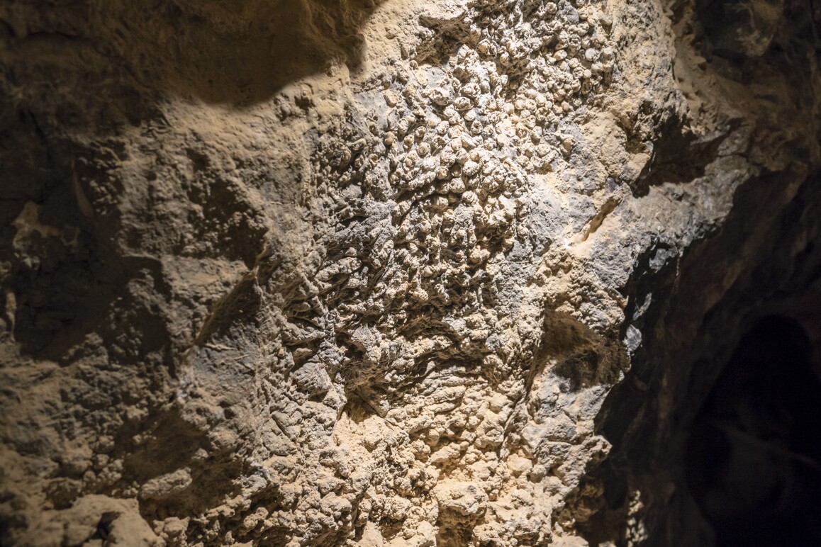 Above: Delicate tube coral fossils found within Mitchell Caverns. Photo: Kim Stringfellow