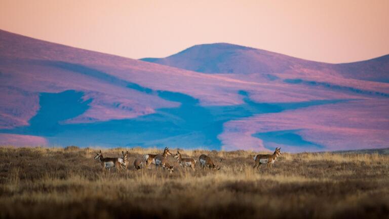 Rewilding a Mountain Preview