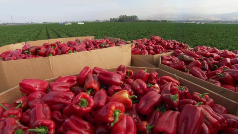 California Bell Peppers