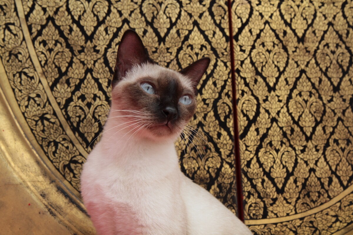 Story of Cats