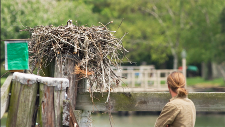 Making of "Season of the Osprey"