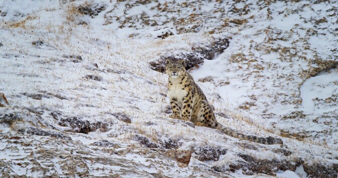 Disneynature's "Born in China" captures snow leopards in the wild