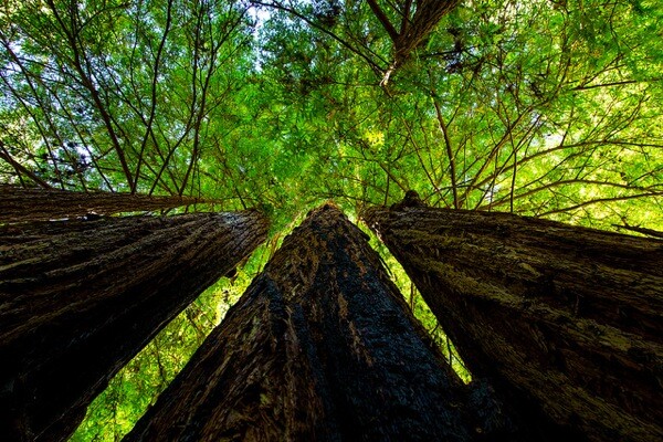 Big Basin State Park