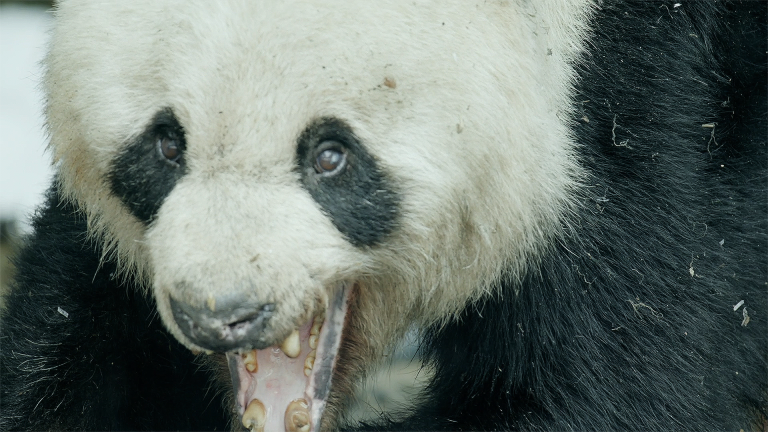 Wild Panda Courtship Filmed for First Time