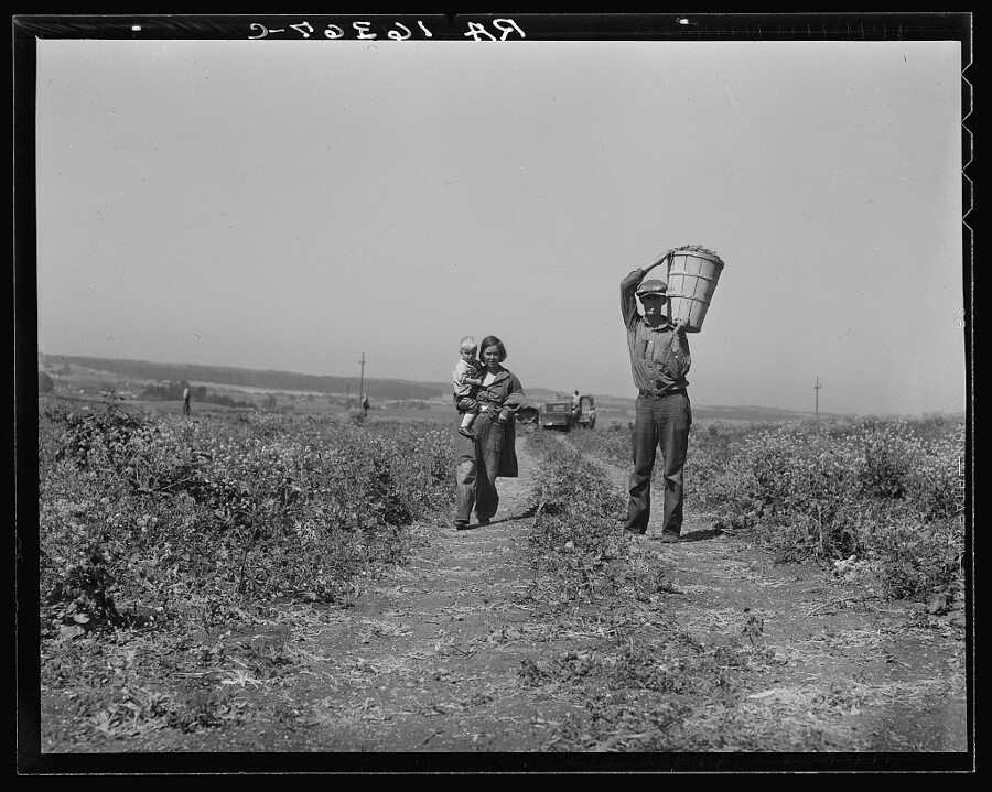 Dorothea Lange, "Drought refugees from Oklahoma at work in the pea fields near Nipomo, California," 1937. | Photo: Courtesy of the Library of Congress.
