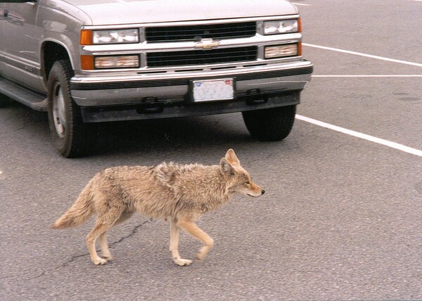 seal-beach-coyote-cull-10-3-14-thumb-600x428-81709