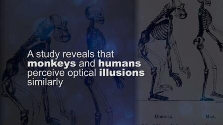 Monkeys, humans, and optical illusions