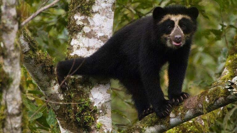 Meet the Real-Life Paddington Bear