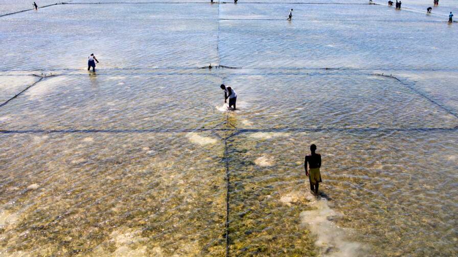 People working on a sustainable sea cucumber farm in Madagascar. | Nicky Milne/Thomson Reuters Foundation