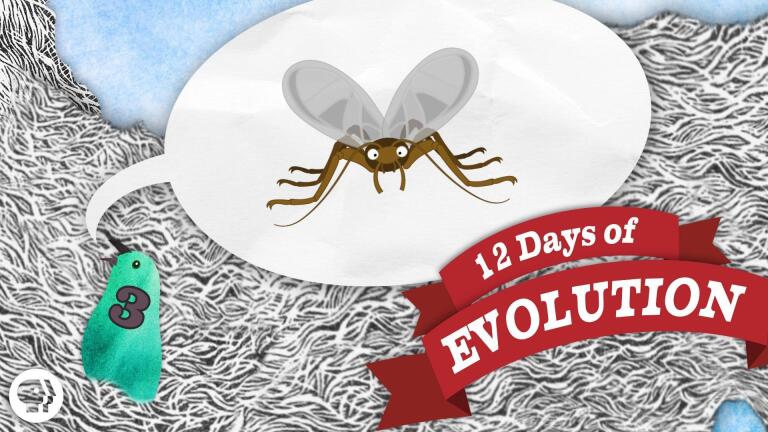 Have We Ever Seen Evolution Happen - 12 Days of Evolution #3