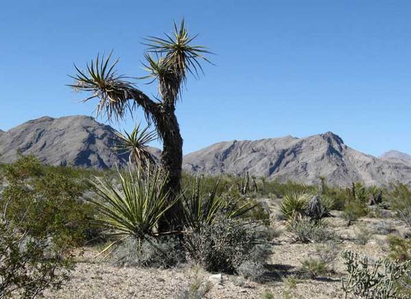 Ivanp2-tallyucca-thumb-600x436-70706